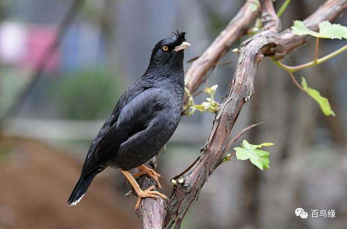 八哥跟鹩哥及鹦鹉的关系,鹩哥跟黑八哥哪个学语强