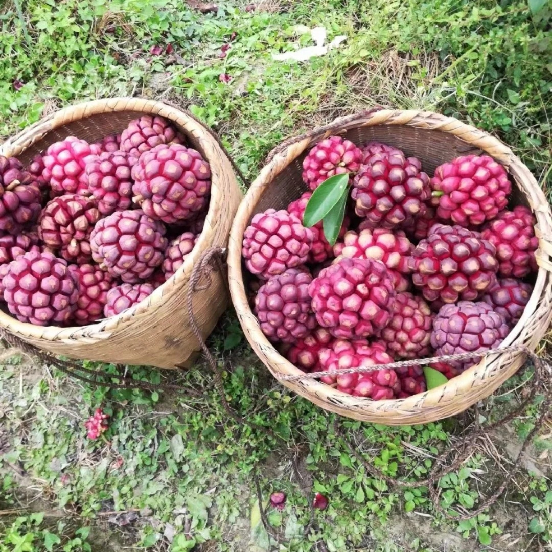 恶魔果实多少钱一瓶,恶魔果实水果多少钱一斤