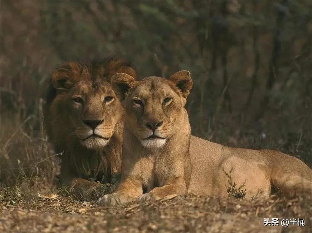 大猩猩和狮子老虎哪个厉害,为什么狮子老虎都不敢惹大猩猩