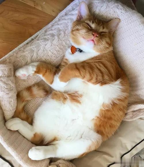 猫能活13年，你做好给猫咪养老的准备了吗？快收下这份养老手册