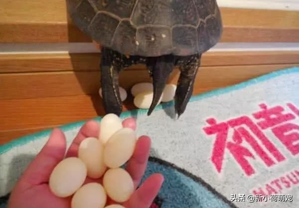 养了多年的乌龟下蛋是好兆头吗,养的乌龟下了蛋自己会孵化吗