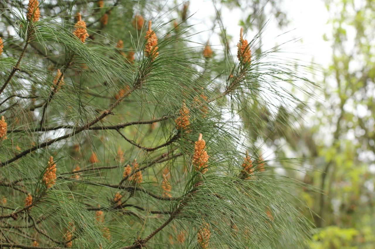 重庆的行道树有哪些,重庆高山老树