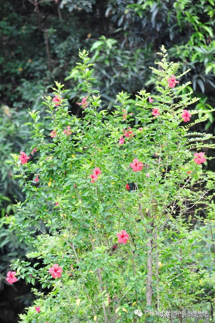 艸堂｜传说中可以挂太阳的树，草堂有