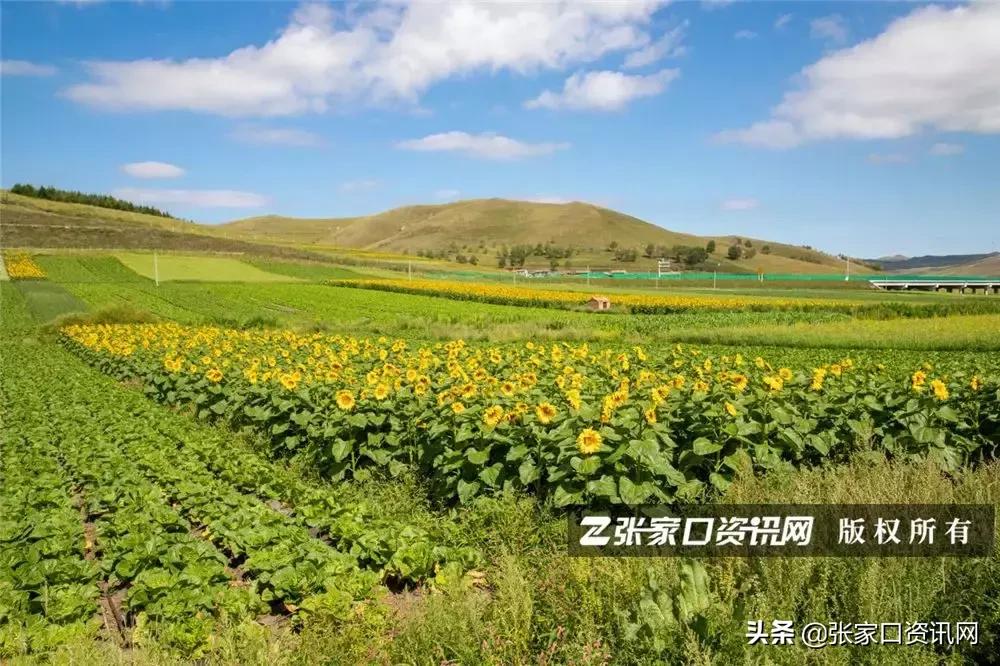 张家口草原天路美景如画,张家口一路风景