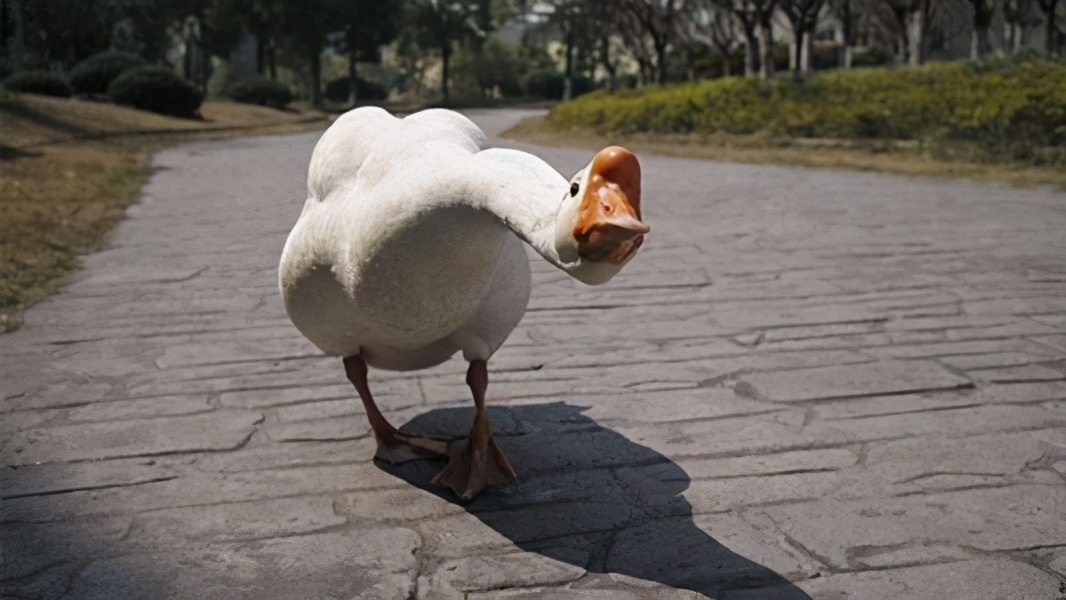 蛇为什么惧怕雄黄,有的蛇为什么不惧怕雄黄