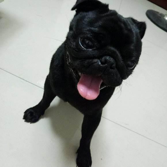 巴哥犬上厕所训练方法,巴哥犬专用厕所