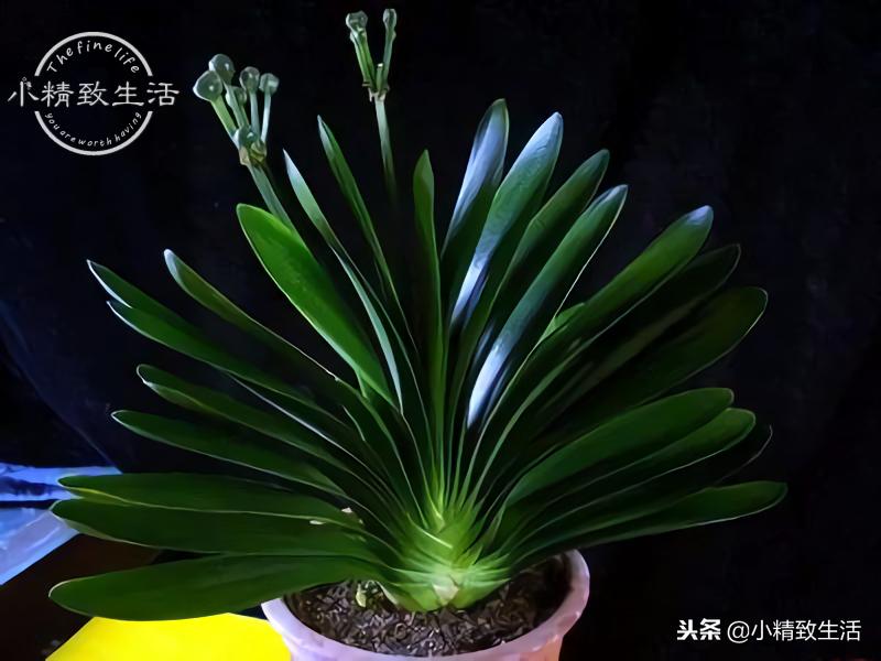 养君子兰需要什么条件才能开花,君子兰怎么养护才能让它开花