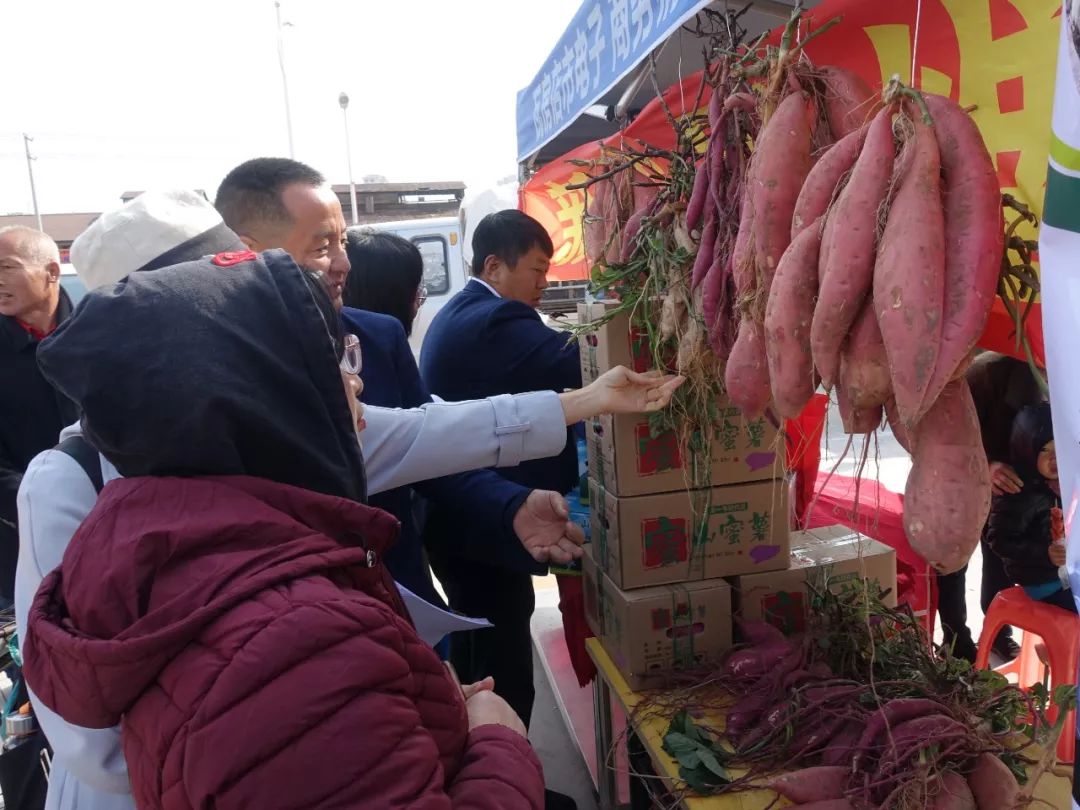 瓦房店地瓜价格,瓦房店地瓜几月份成熟