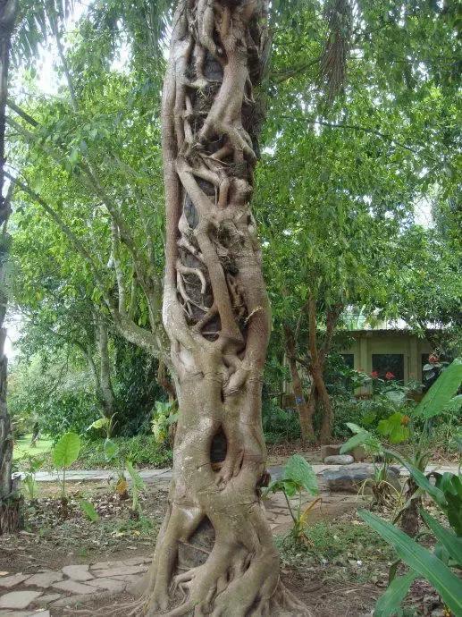 我国很多成语与植物有关,汉语成语中的植物文化