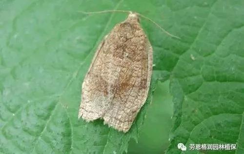 钻蛀性害虫防治最佳时期,园林常见鳞翅目害虫防治技术图片