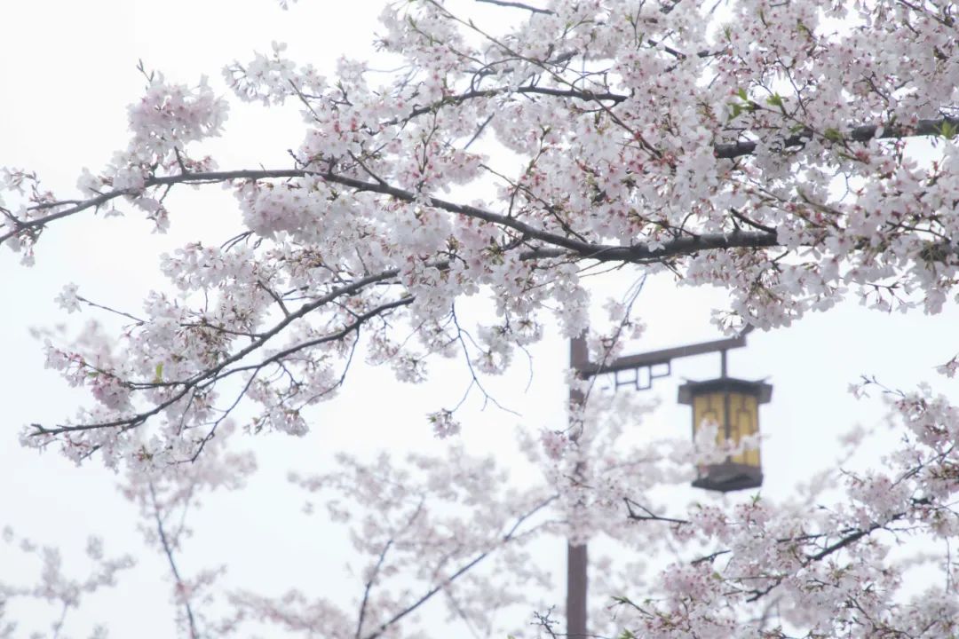 扬州值得吃的地方,扬州有什么值得购买