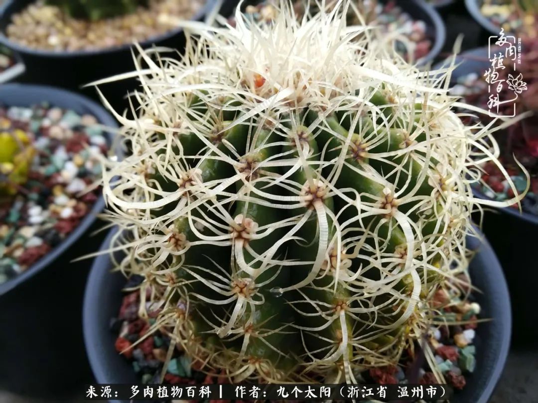 景天、球和龙舌兰，只要是多肉，都喜爱