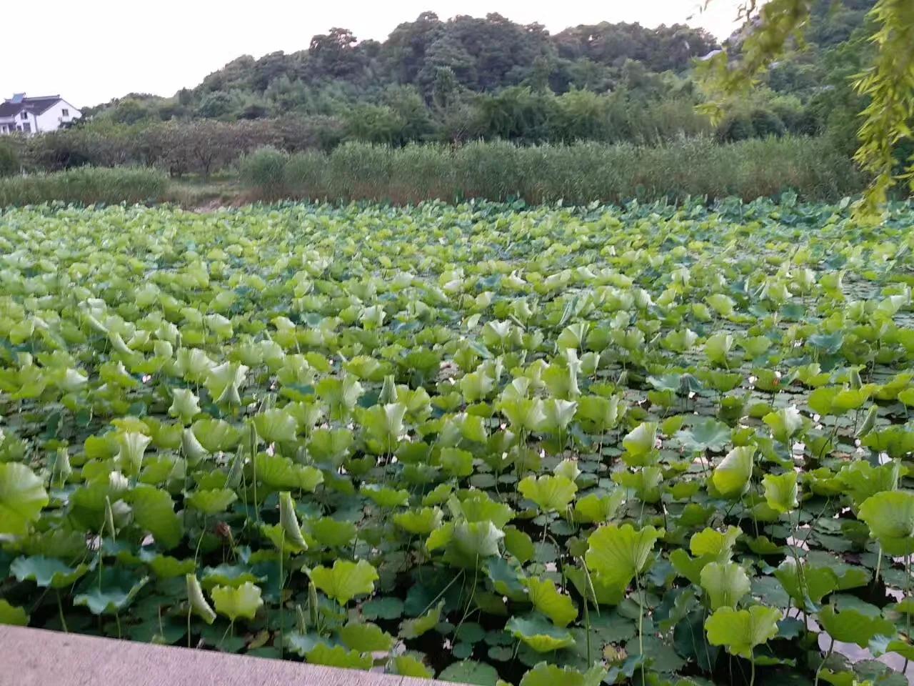 太湖三山岛地理位置,三山岛太湖