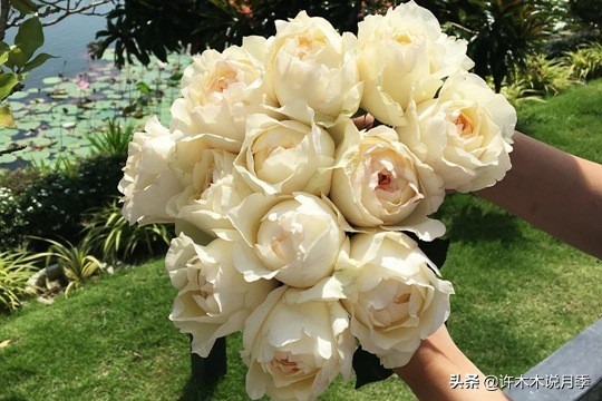 切花大全100种,鲜花大全50种花的花语