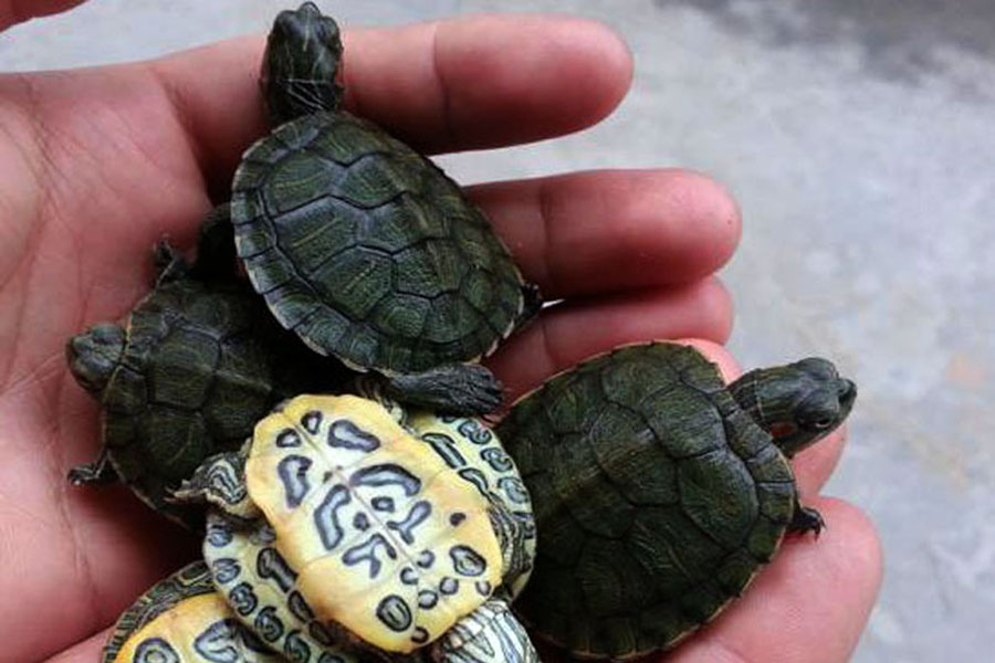 乌龟为什么会断尾,乌龟为什么自己断尾巴