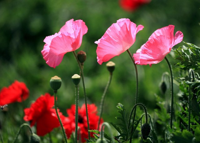 世界上最美丽的花虞美人,虞美人最美的花