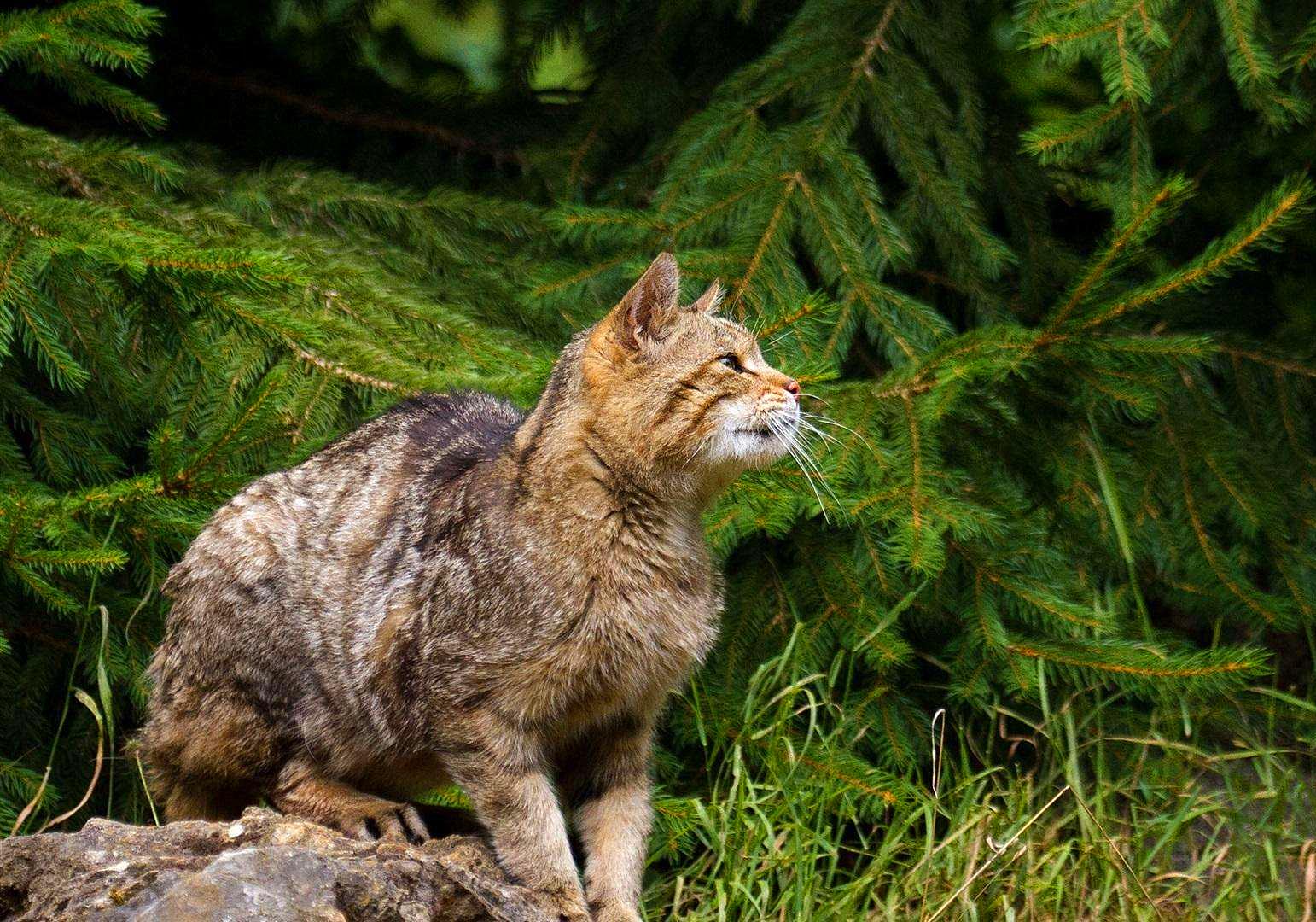 猫咪有毛怎么还怕冷,别看猫咪那么多毛猫咪是很怕冷的