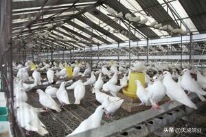 楼房养鸽子的好处,请问养鸽子能发财吗