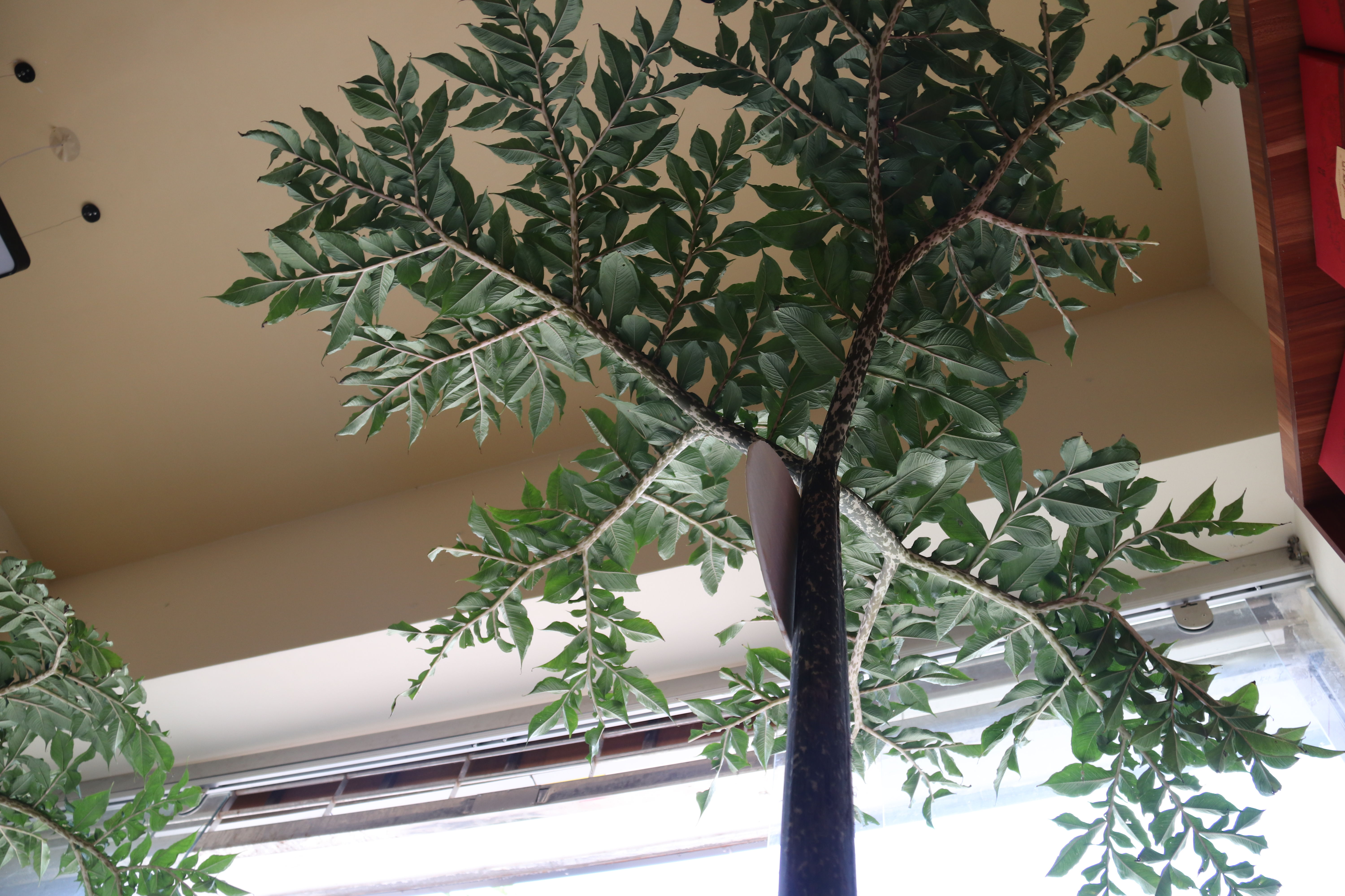 魔芋种植技术每日农经,魔芋种植与收益