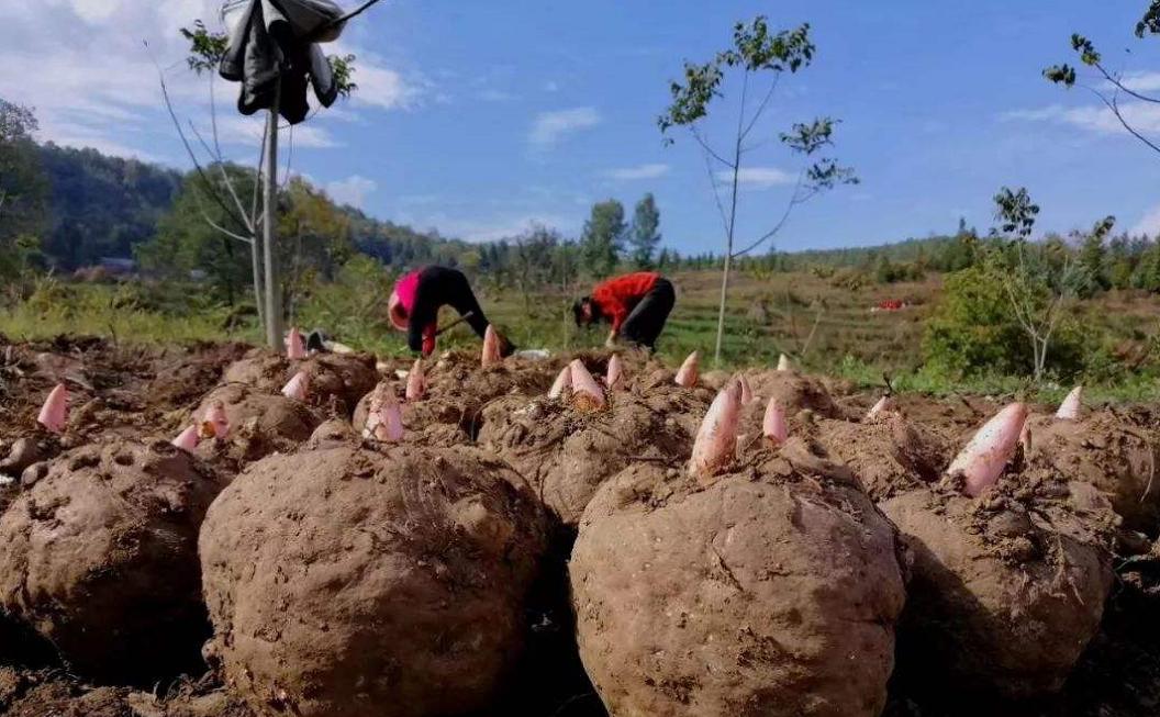 魔芋种植与前景分析图,魔芋种植技术与销路