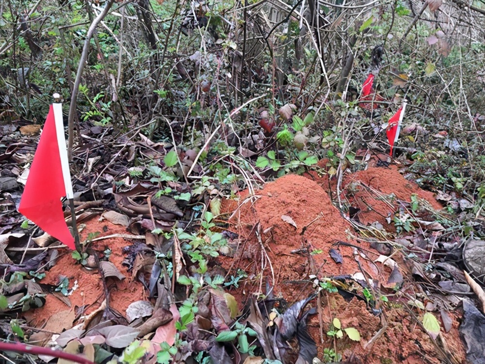 全球公认危险红火蚁入侵国内12省,全球公认危险红火蚁入侵