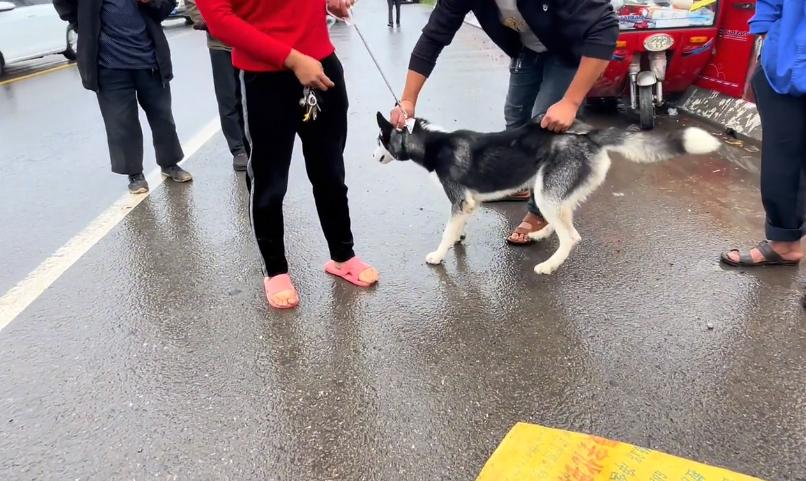 在菜市场花十块钱买的哈士奇,河南人卖哈士奇