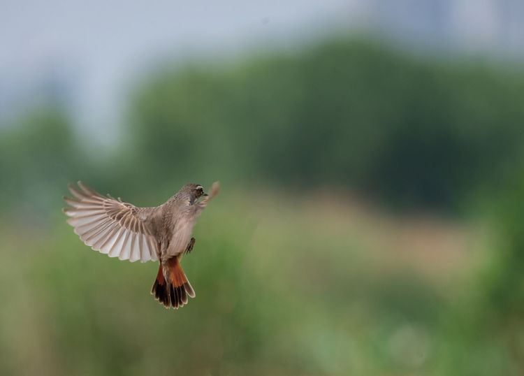 情人岛拍摄地点,情人岛航拍视频