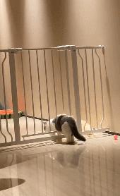 猫的内在品质,猫的本质就是嫌弃主人