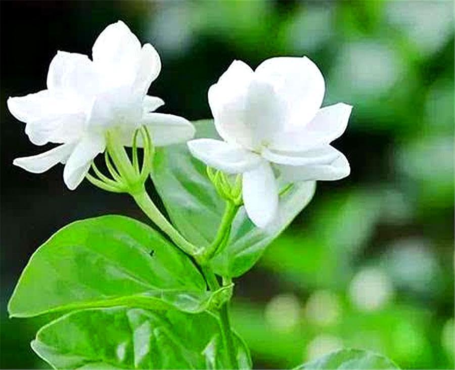 散发花香的盆栽花卉,适合室内盆栽常开花有花香的花卉