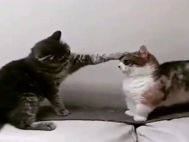 猫咪打架的原因和处理,猫咪之间打架了受伤了怎么办