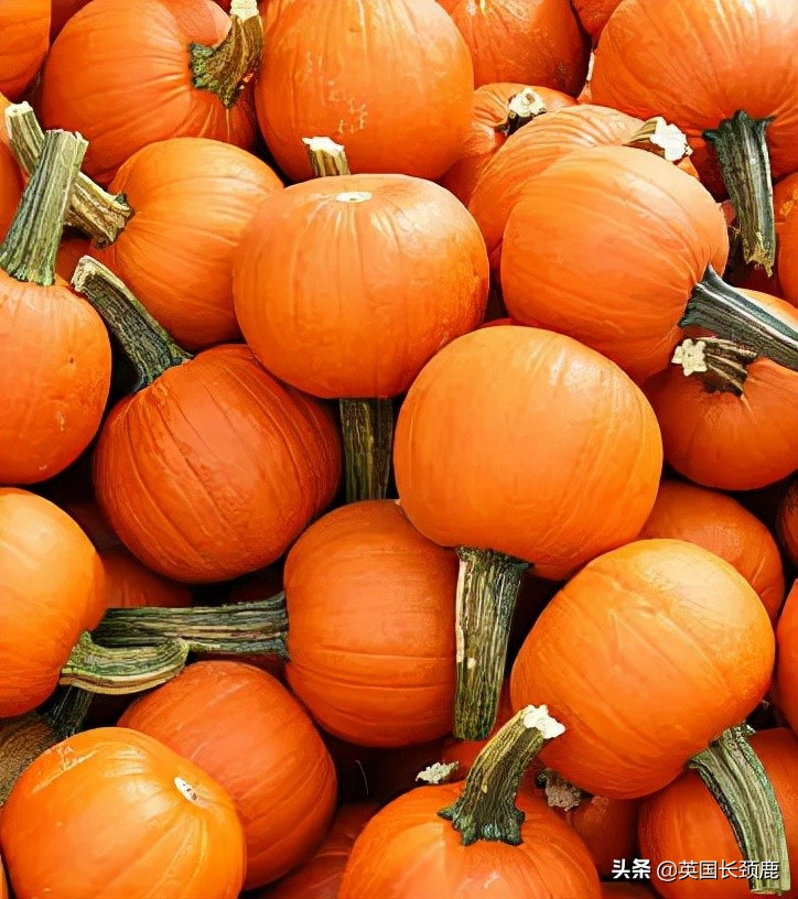 南瓜大作战任务,南瓜大作战活动攻略