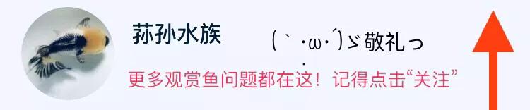 斗鱼水质ph值多少为好,斗鱼饲养攻略