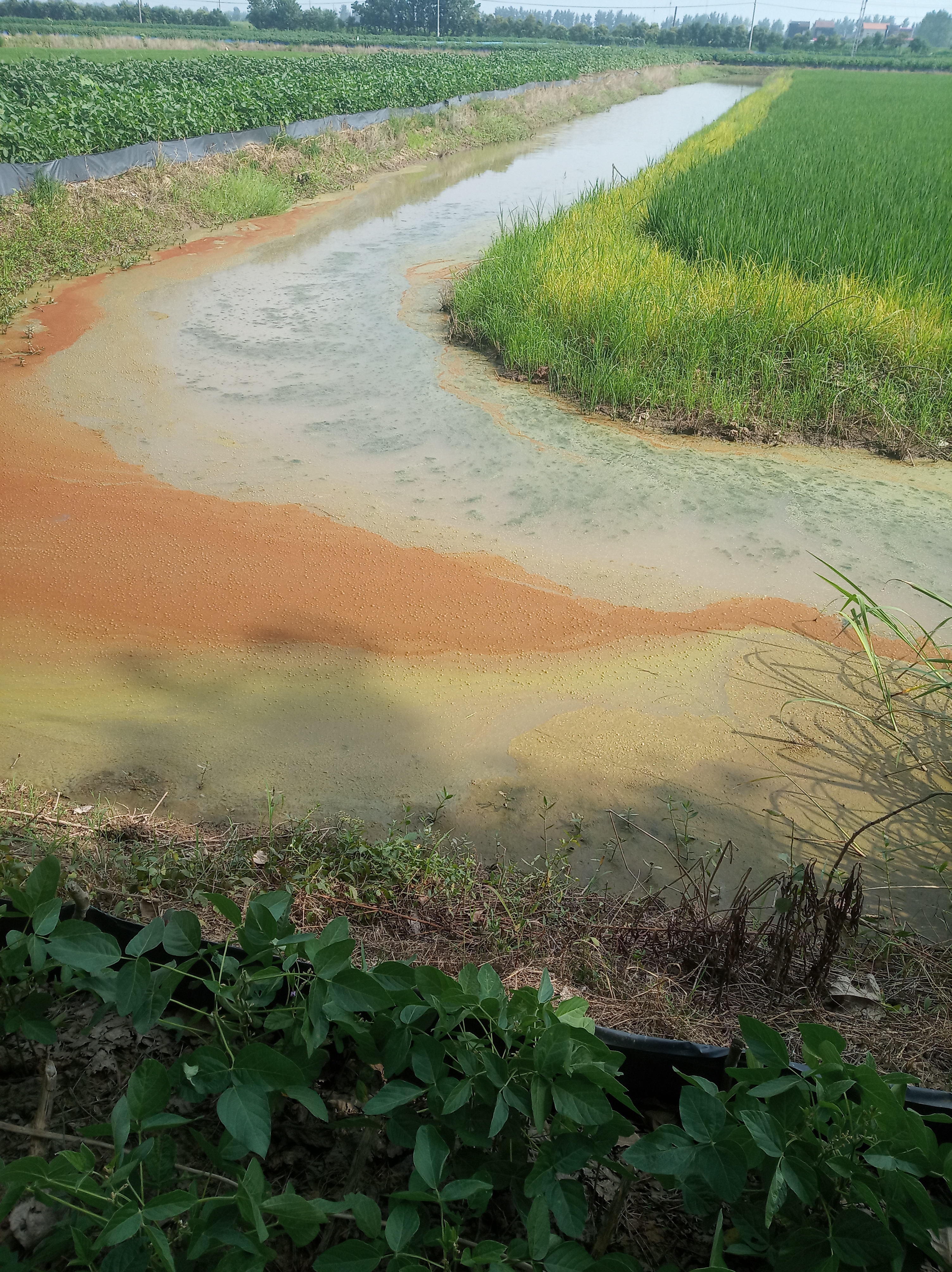 为什么池塘里的鱼不需要打氧,鱼塘养什么鱼不用打氧气