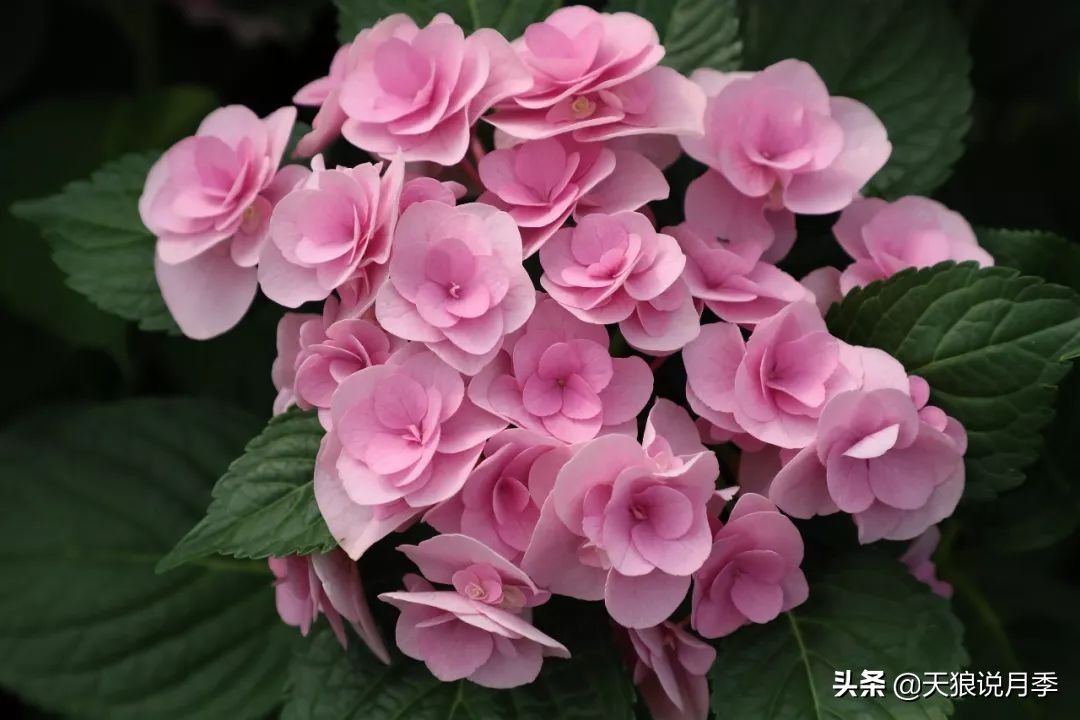 绣球季家里不缺花，全场8折迎初夏