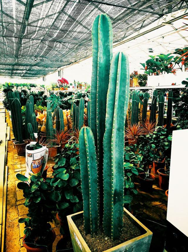 西安三桥附近哪里有花卉市场,西安北二环大明宫花卉市场地址