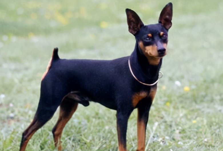 十大便宜好养的小型犬,十大便宜好养的小型犬不咬人