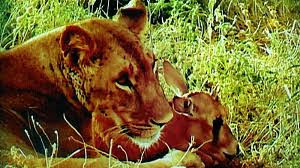 母狮捕获一只小羚羊却不忍吃,母狮和刚出生的小羚羊