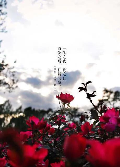 执子之手诗经典语录,诗经经典佳句解析