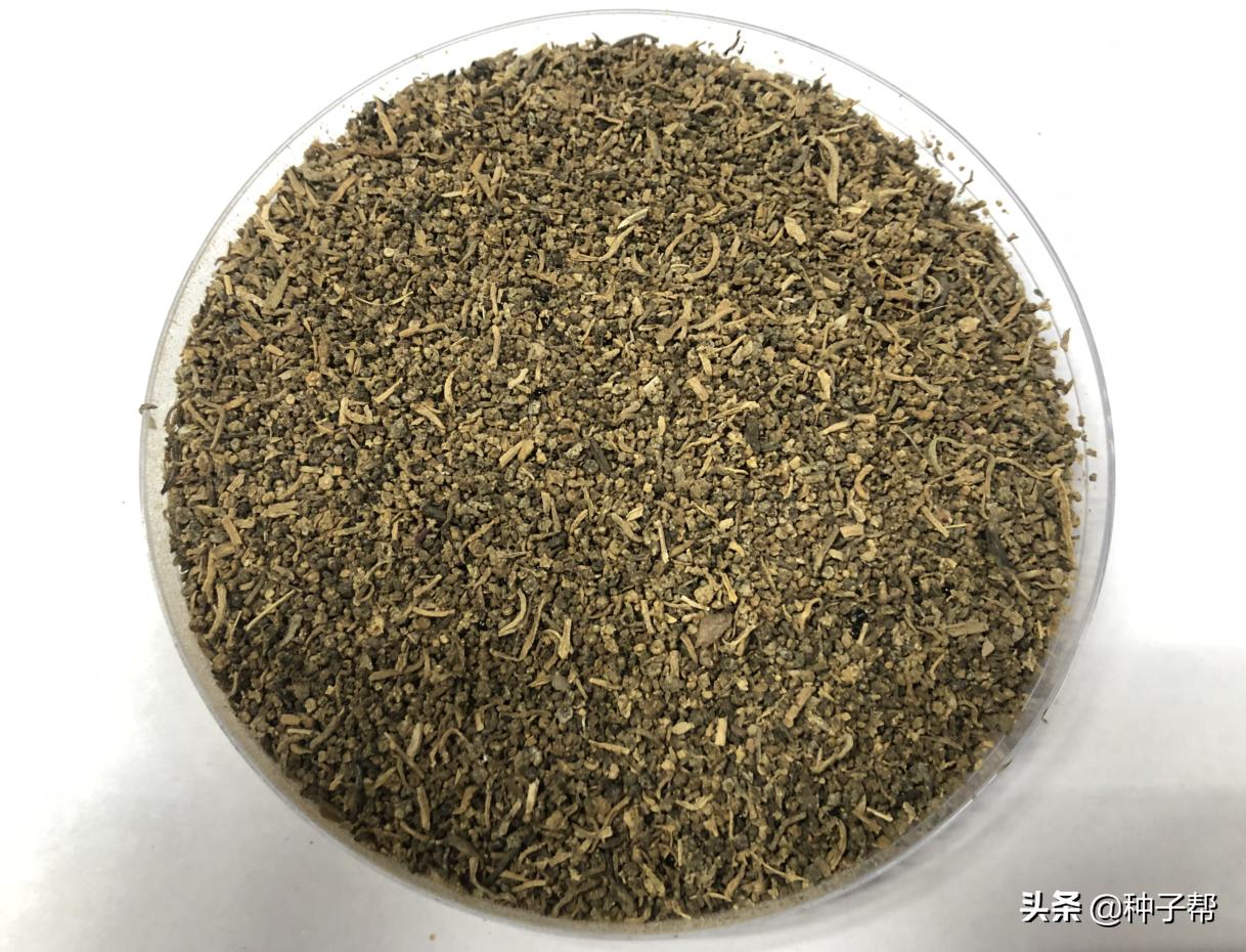 碱蓬草又名盐荒菜图片,碱蓬草怎么种植