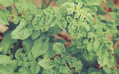 马铃薯小叶病,马铃薯花叶病症状及防治方法