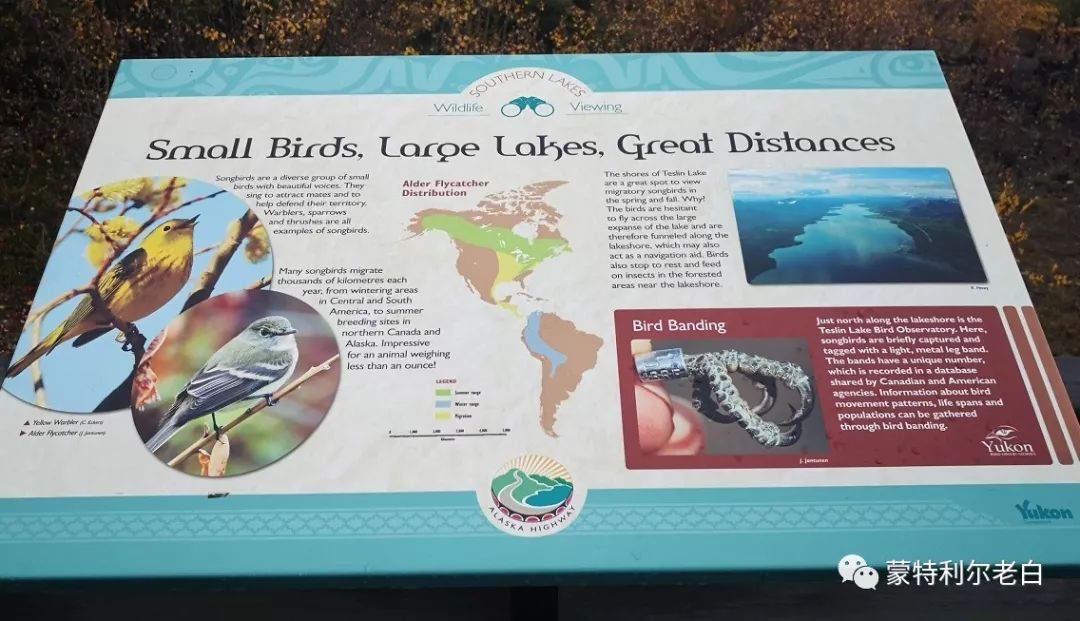 跟着老白行走加拿大，育空Watson Lake、BC省Northern Rockies