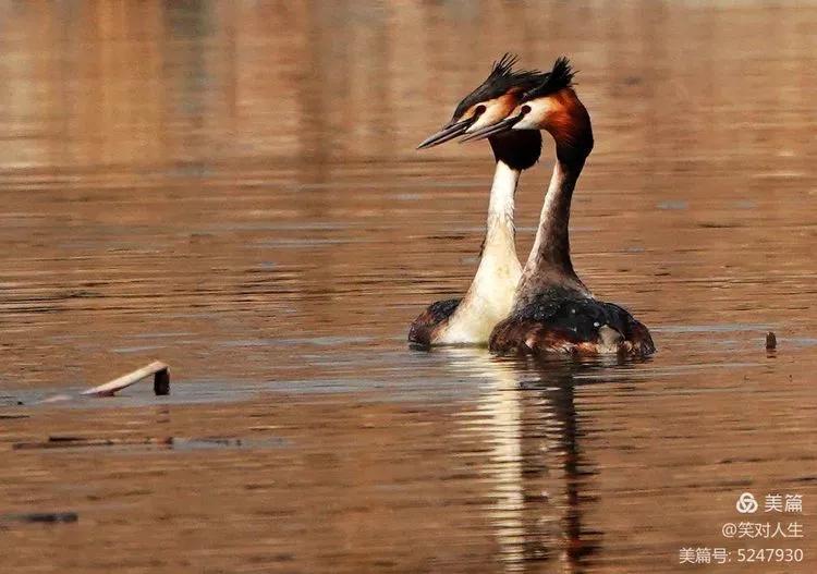凤头鸊鷉粤语,斑头雁飞得最高的鸟