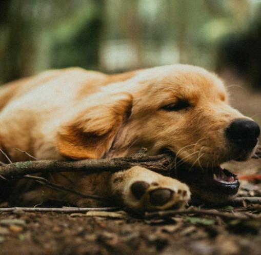 狗狗胃肠炎是什么症状及治疗,狗狗患狂犬病怎么治