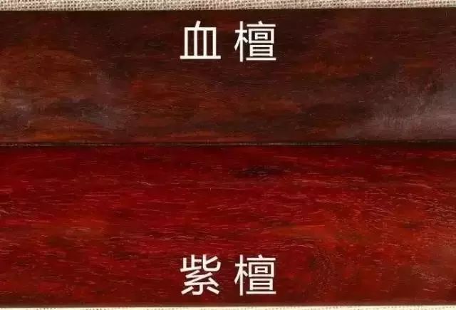 紫檀的真实身份,紫檀最后的样子