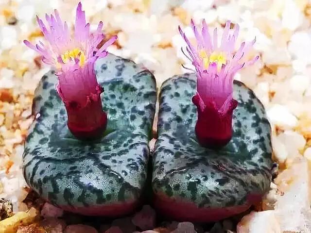 多肉生石花好看视频,多肉生石花开图