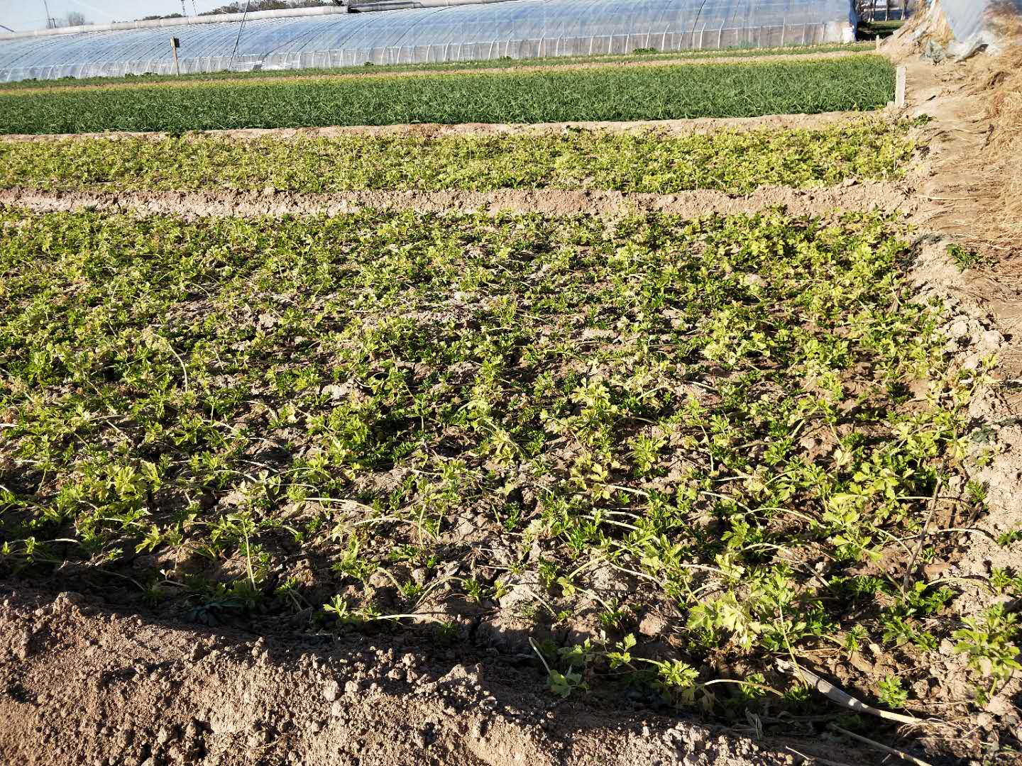 芹菜种植方法与技巧,芹菜种植的正确方法