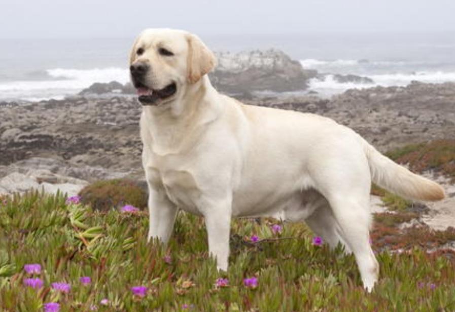 拉布拉多犬和金毛犬养哪个比较好,拉布拉多和金毛犬到底该养哪个