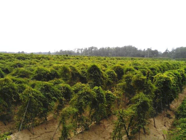 山药打孔种植方法和技术,管道无土栽培山药种植方法