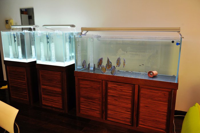 七彩神仙爱好者,野生七彩神仙开口