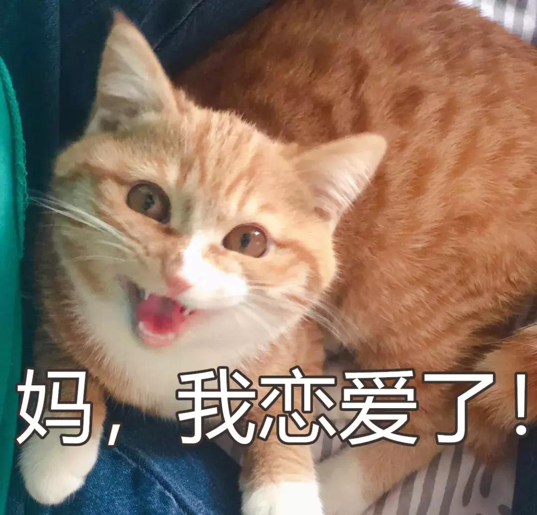 本国的猫可以听懂外国的猫叫吗 (中国的猫听得懂外国猫的叫声吗)